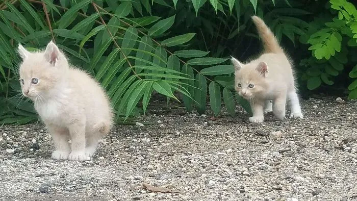 30 Little Kittens Preparing For Their First Sneak Attack Which Probably Won't Be Too Sneaky