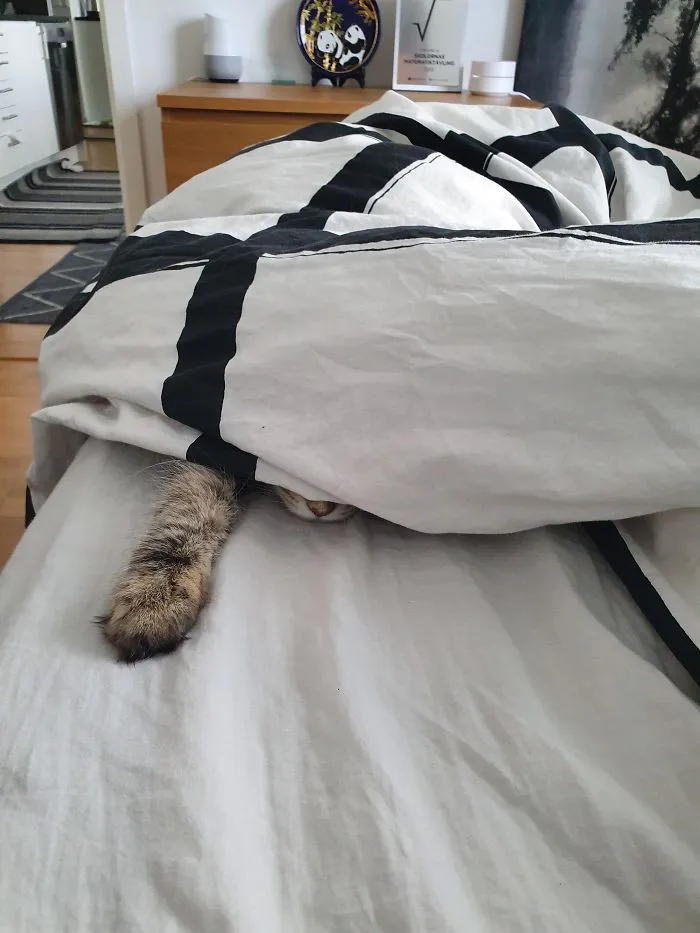 30 Little Kittens Preparing For Their First Sneak Attack Which Probably Won't Be Too Sneaky