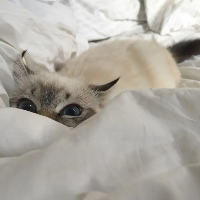 30 Little Kittens Preparing For Their First Sneak Attack Which Probably Won't Be Too Sneaky