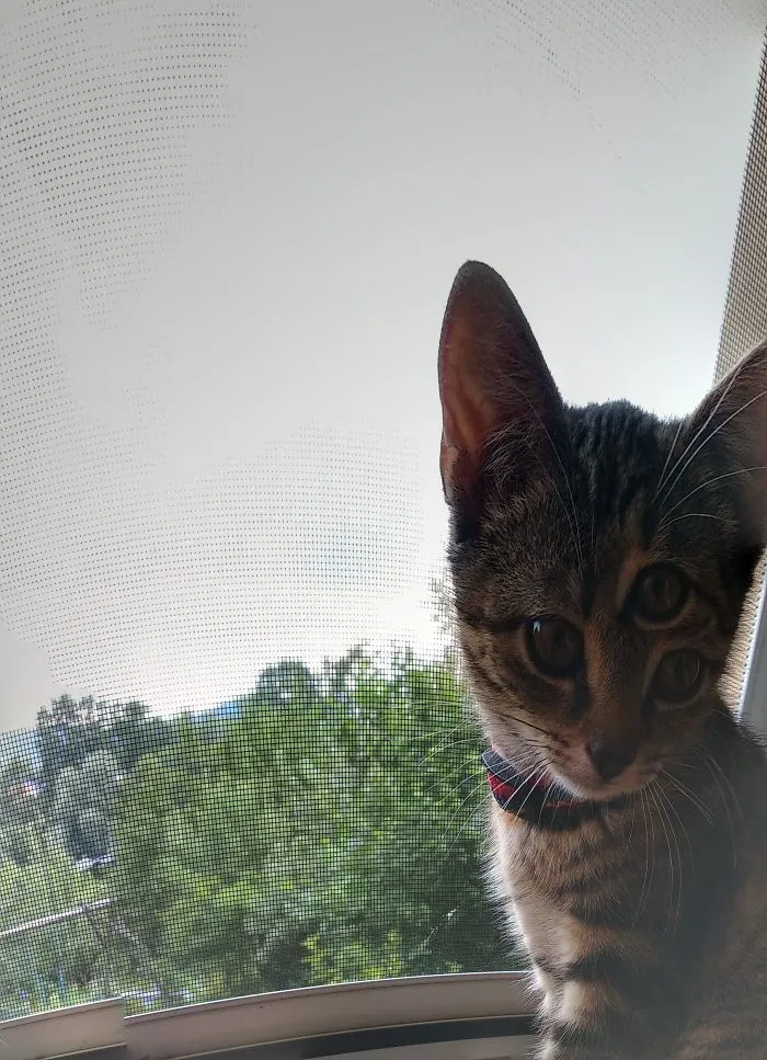 Tengo un gato de tres ojos