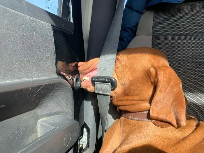 40 Perros que disfrutan haciendo el tonto al viajar en coche y sus dueños tuvieron que sacarles una foto