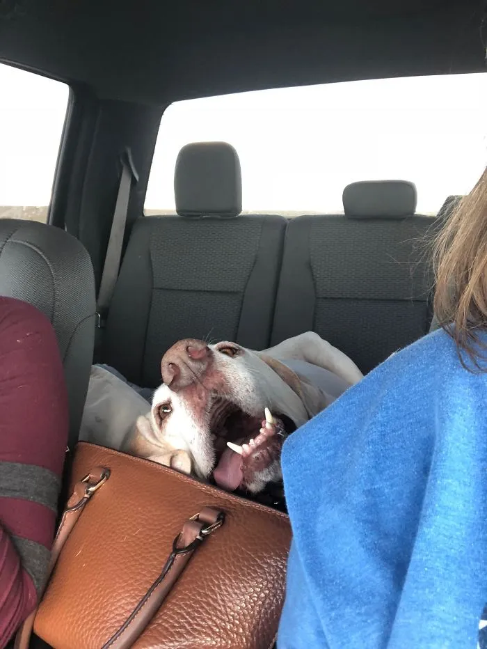 40 Perros que disfrutan haciendo el tonto al viajar en coche y sus dueños tuvieron que sacarles una foto