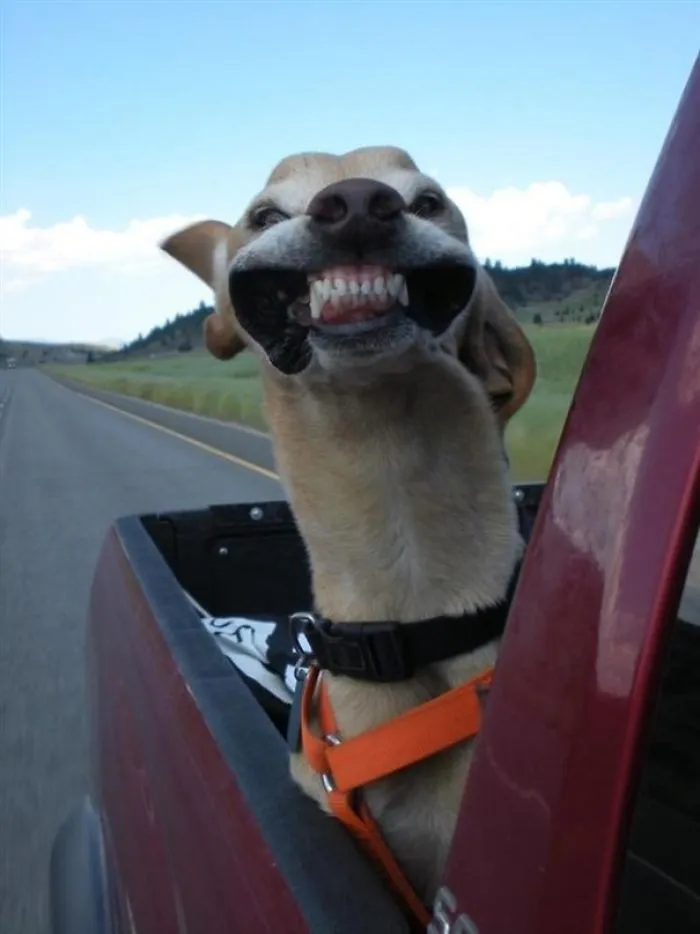 40 Perros que disfrutan haciendo el tonto al viajar en coche y sus dueños tuvieron que sacarles una foto