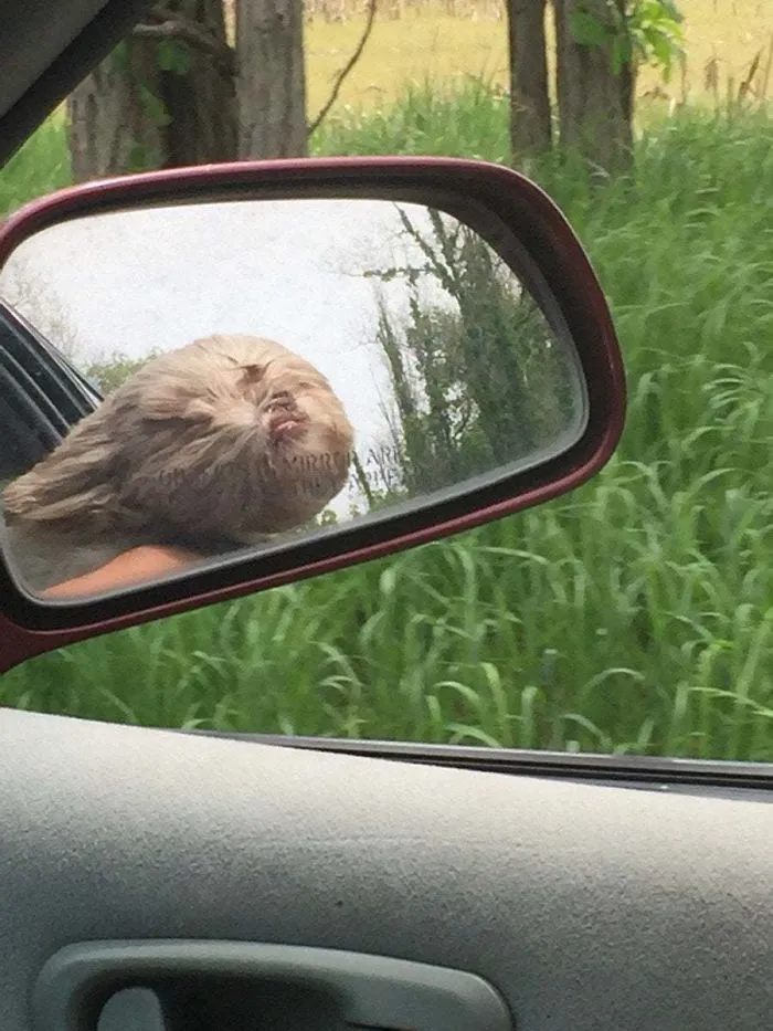 40 Times Doggos Acted So Ridiculously When Riding In Cars That Their Owners Just Had To Take A Pic