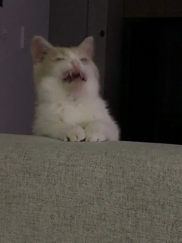 My Very Photogenic Kitten, Link