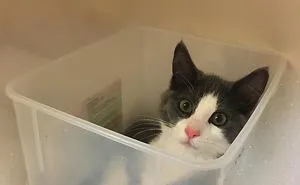 “What’s Wrong With Your Cat?” Online Group Has Owners Posting Pics Of Their Malfunctioning Cats And Here Are 50 Of The Funniest Ones