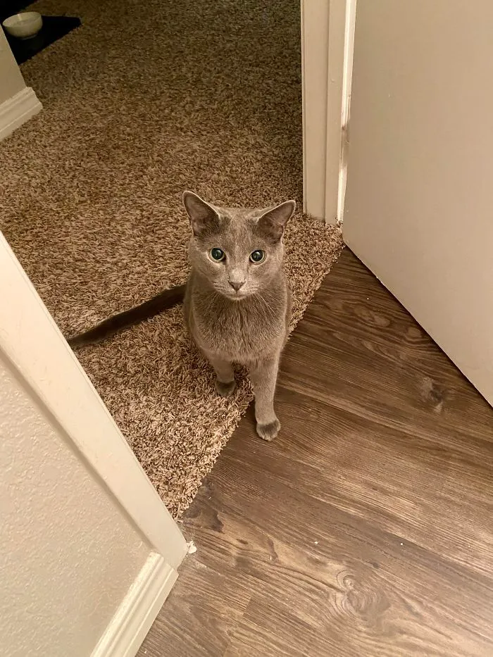 He’s Not Allowed In The Bathroom Because He Will Try His Best To Get Into The Toilet. This Is His Act Of Protest
