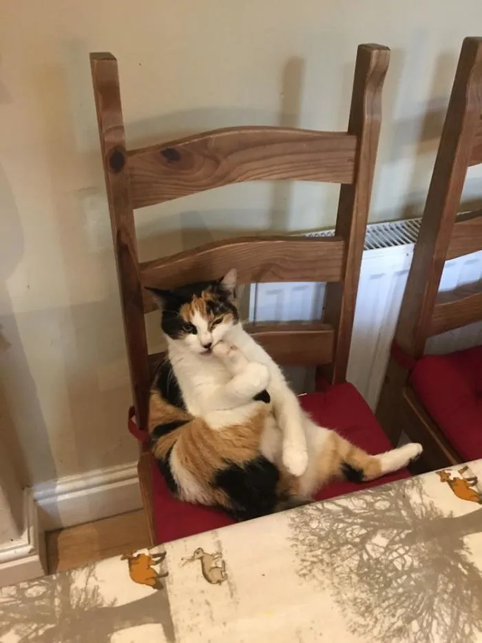 My Cat Likes To Sit And Clean Her Toes By Chewing On Them