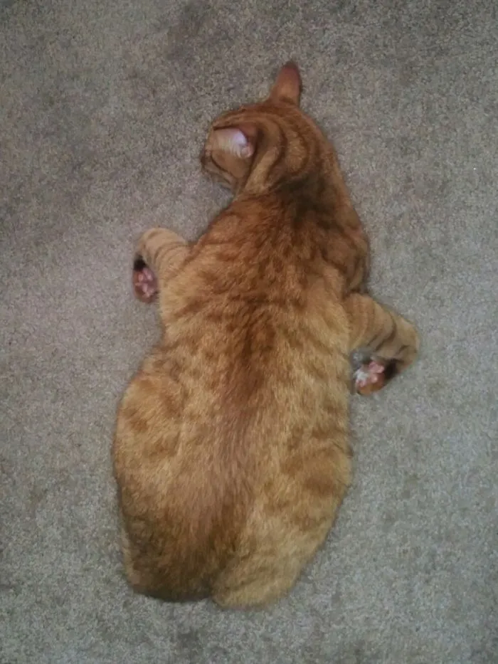 He Sleeps Like A Thanksgiving Turkey