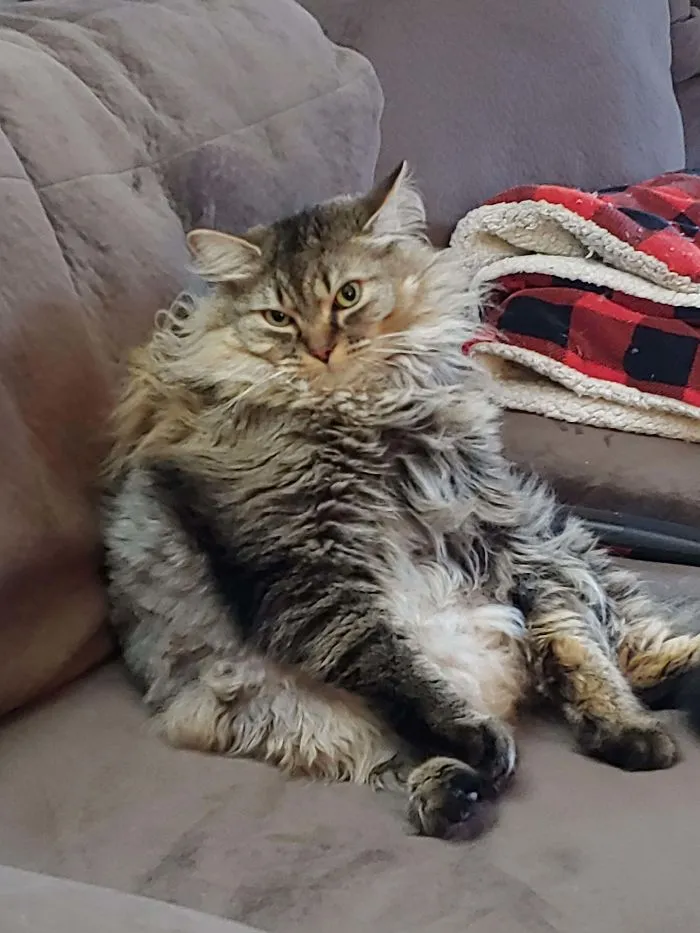 Mr. Toonses, Sitting Around The House, Judging Everyone