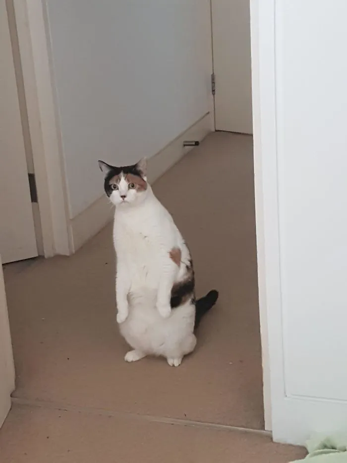 Our Cat Thinks She's A Penguin