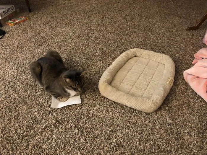 I Prefer Napkin