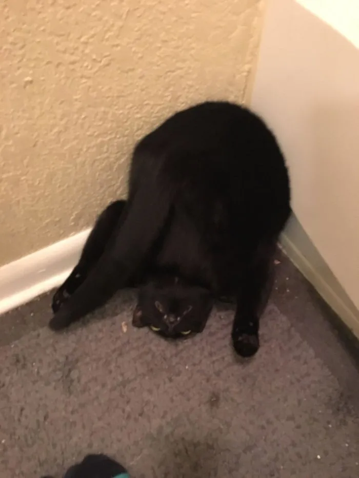 My Friend's Cat Is... Special