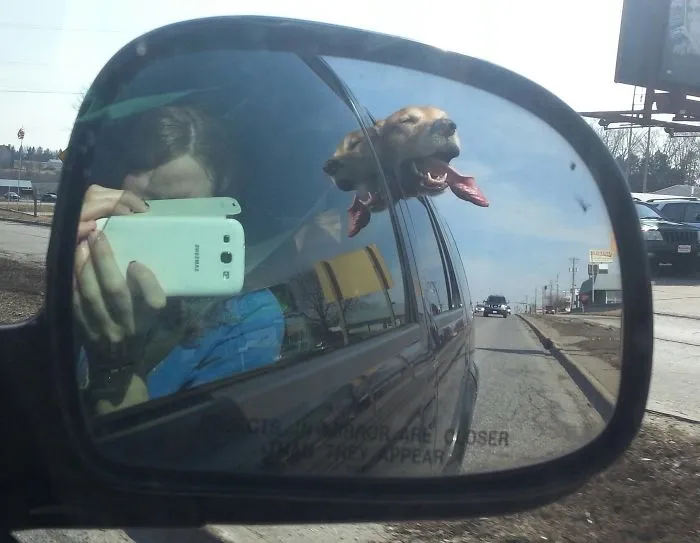 40 Perros que disfrutan haciendo el tonto al viajar en coche y sus dueños tuvieron que sacarles una foto