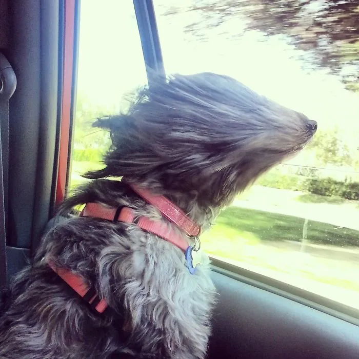 40 Perros que disfrutan haciendo el tonto al viajar en coche y sus dueños tuvieron que sacarles una foto