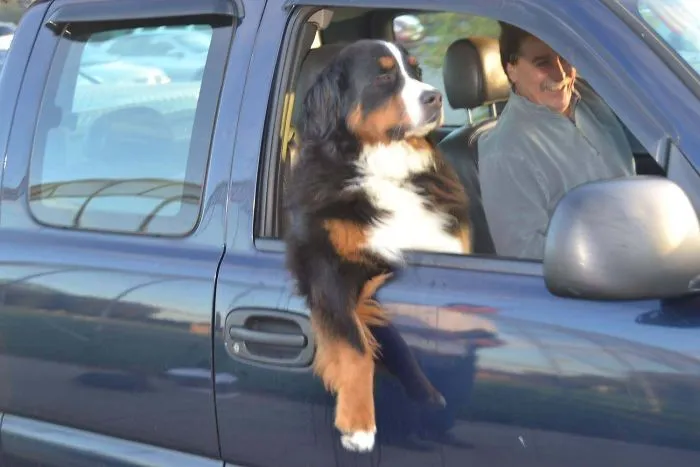 40 Perros que disfrutan haciendo el tonto al viajar en coche y sus dueños tuvieron que sacarles una foto