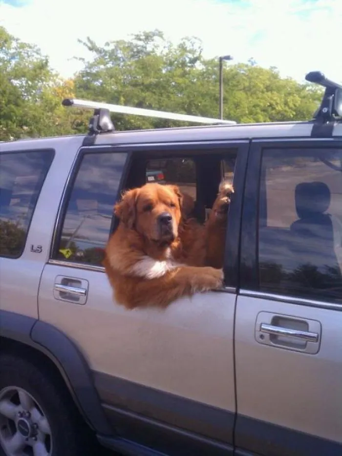 40 Times Doggos Acted So Ridiculously When Riding In Cars That Their Owners Just Had To Take A Pic