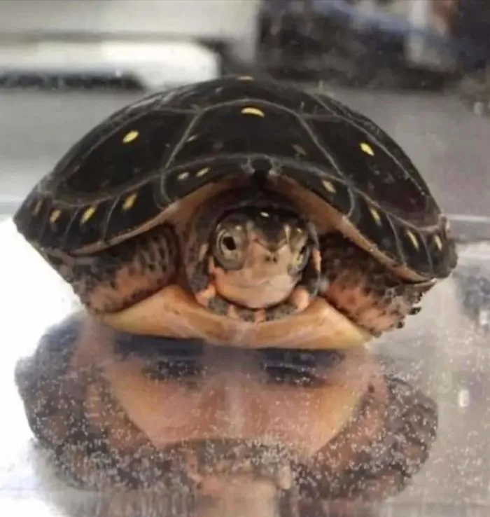 Turtle With A Reflection That Resembles A Face Of A Man