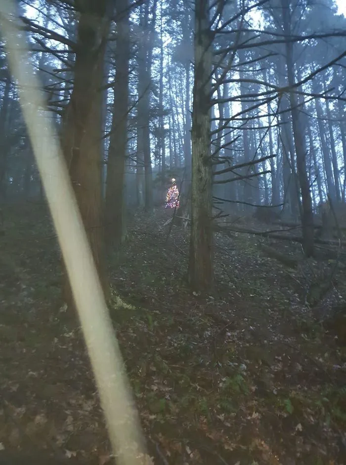 A Creepy Little Christmas Tree Fully Decorated In The Middle Of The Woods. Powered By What Looked Like Mini Solar Panels
