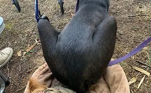 50 Great Danes Who Don’t Understand How BIG They Are (New Pics)