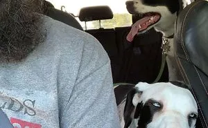 50 Great Danes Who Don’t Understand How BIG They Are (New Pics)