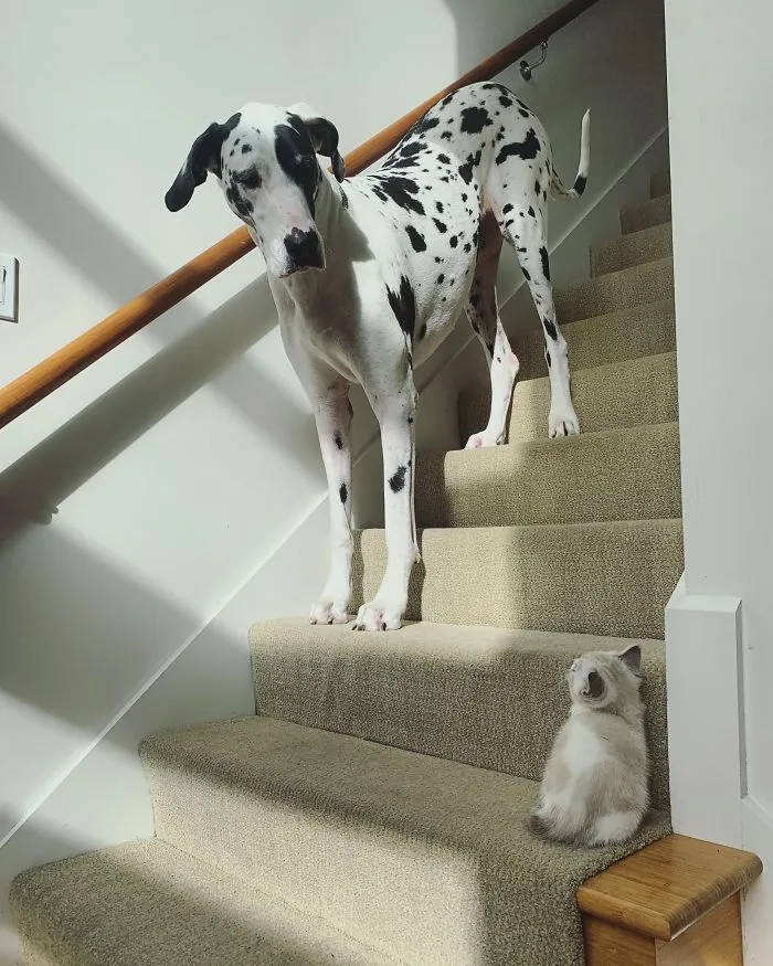 El Gato Asustadizo Más Grande Del Mundo