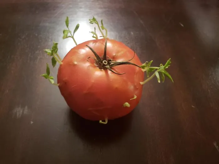 A Tomato Growing More Tomatoes.