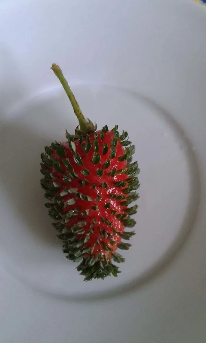 This Strawberries Seeds Have Started Sprouting