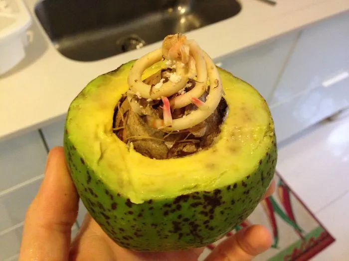 An Avocado Tree Was Starting To Grow Inside My Avocado