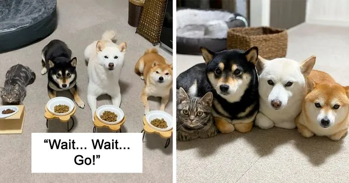 This Lovely Cat Feels And Acts Like He's Not Any Different From His 'Brothers' (30 Pics)