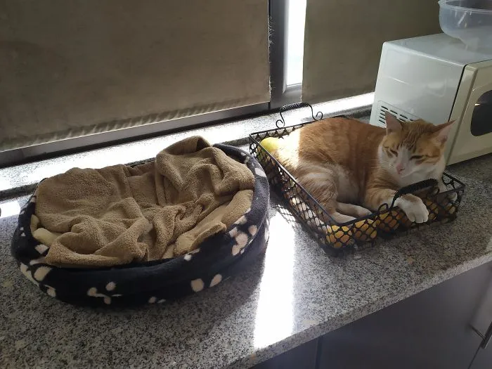 Why Lie Down On The Cat Bed When You Can Use The Fruit Basket Instead?