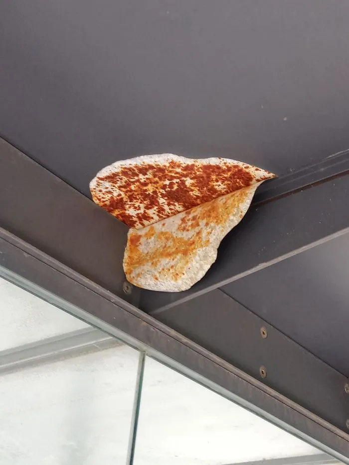 Tortilla prohibida 