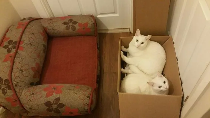 Bought New Bed For The Cats