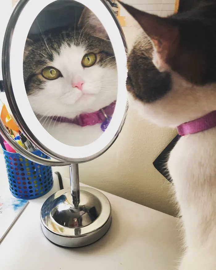 My Cat Got In The Way While I Was Washing My Face Before Bed And I Got The Best Picture Of Her I’ve Ever Taken