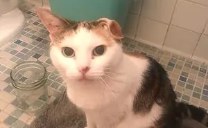 50 Cats Shamelessly Disrespecting People's Personal Space