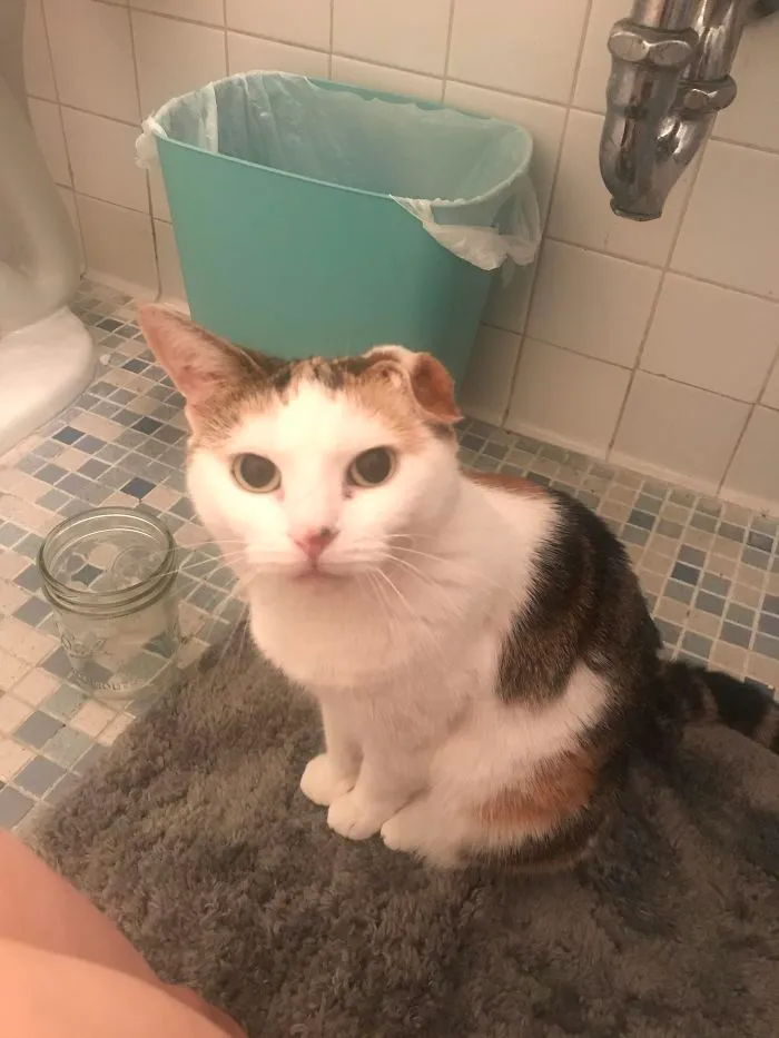 Been Sick In The Bathroom All Night And Butterfly Hasn’t Left My Side