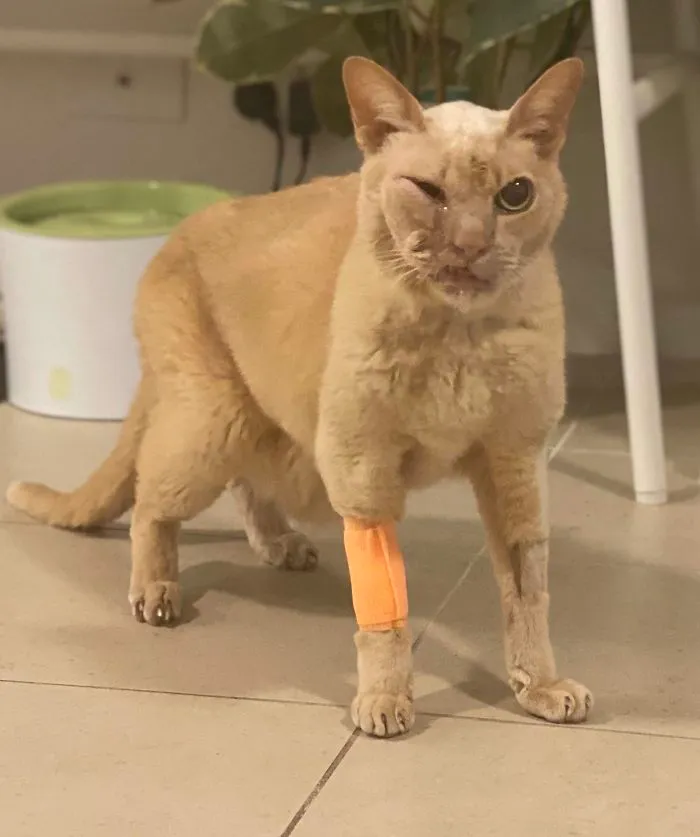 30 Fotos de gatos con cortes de pelo extravagantes tras ser operados