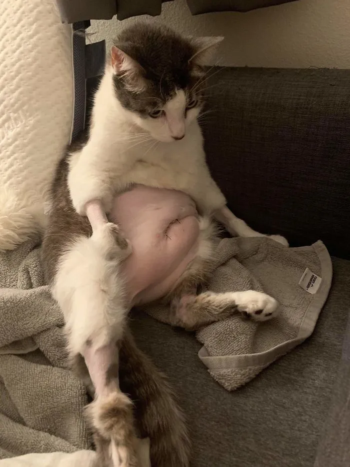 30 Fotos de gatos con cortes de pelo extravagantes tras ser operados