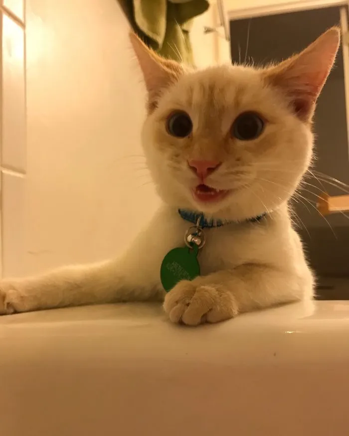 Today My Son, Aberforth, Learned That Sometimes Humans Willingly Take Baths