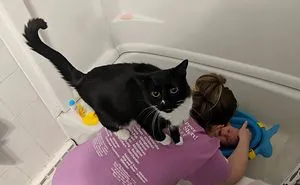 50 Cats Shamelessly Disrespecting People's Personal Space
