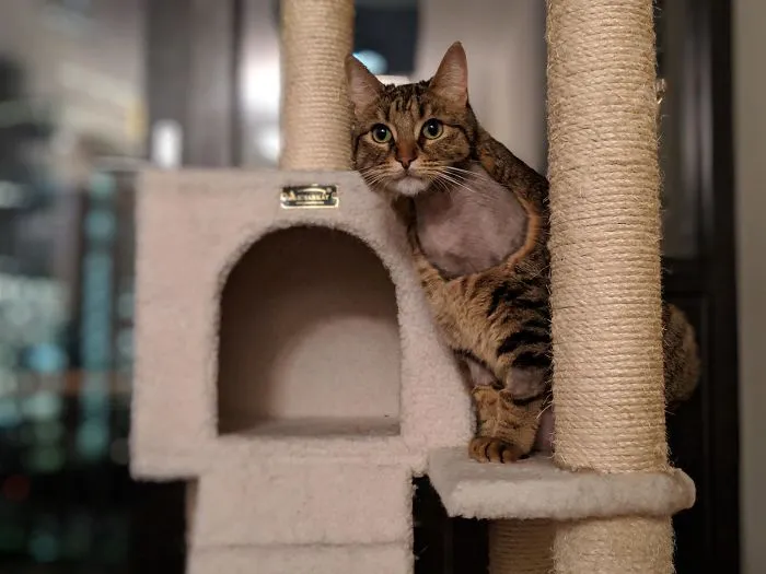 30 Fotos de gatos con cortes de pelo extravagantes tras ser operados
