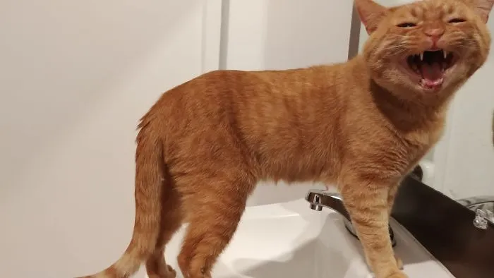 I Had To Go To The Bathroom At A Cat Café. I Got Yelled At