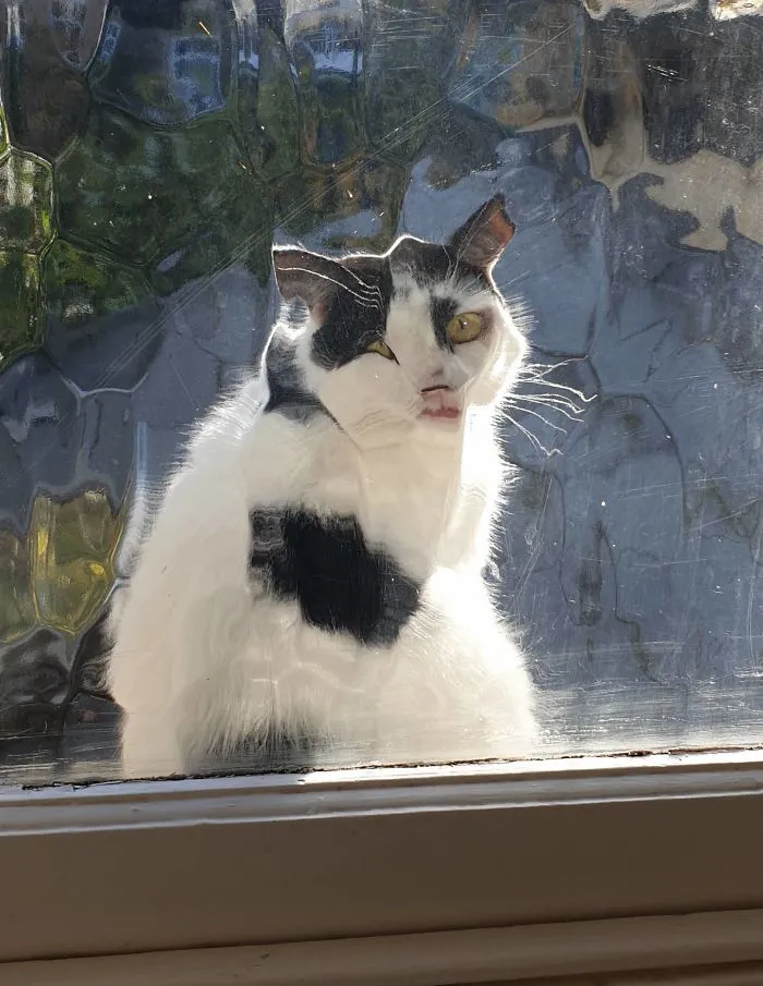 Neighbour's Cat Looking Through My Bathroom Window