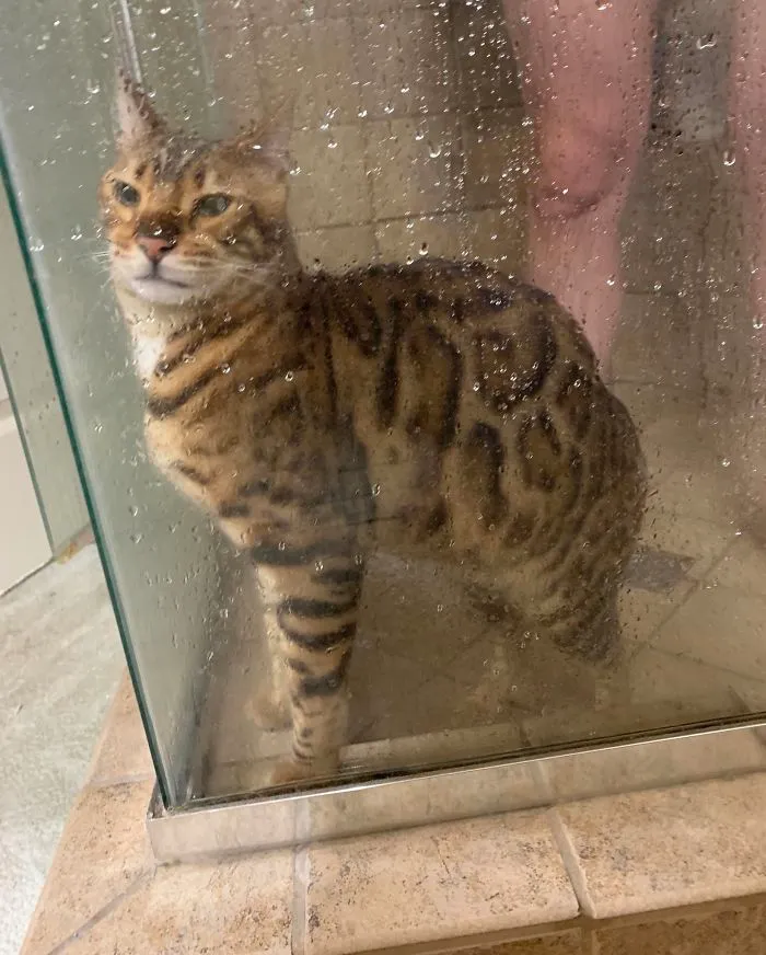 My Cat Usually Showers With Me But Decided To Hop In With My Fiancé This Morning Instead. Some Things Can’t Be Unseen
