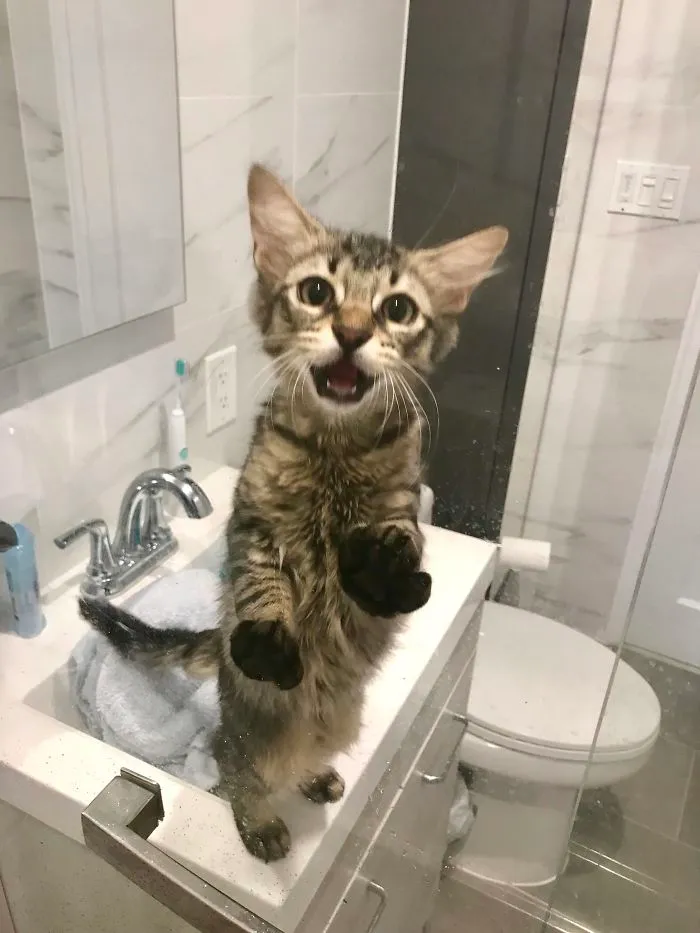 Every Time I Shower He Thinks I’m Suffering And Tries To Rescue Me