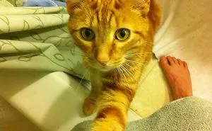 50 Cats Shamelessly Disrespecting People's Personal Space