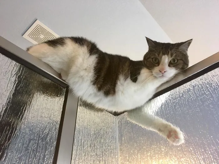 My Cat Always Sits Like This When I'm In The Shower