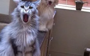 50 Cats Shamelessly Disrespecting People's Personal Space