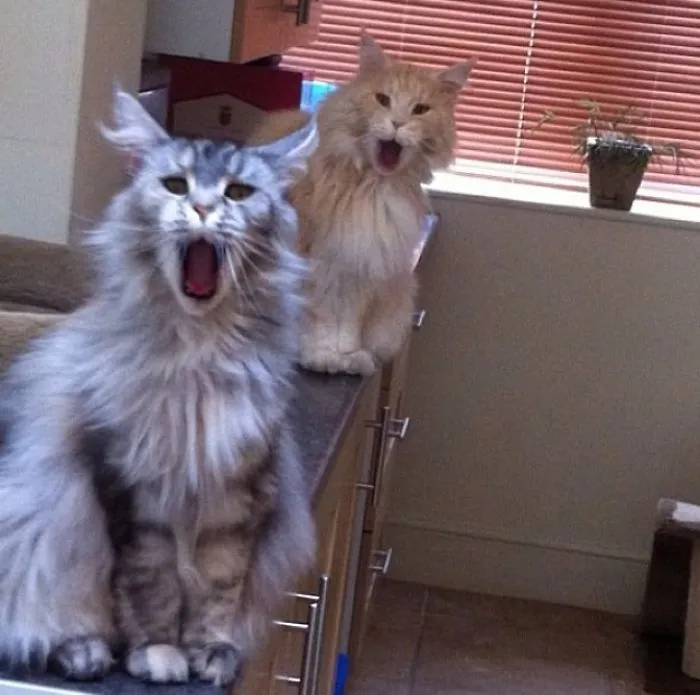 My Cats Reaction When I Come Out Of The Shower