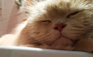 50 Cats Shamelessly Disrespecting People's Personal Space